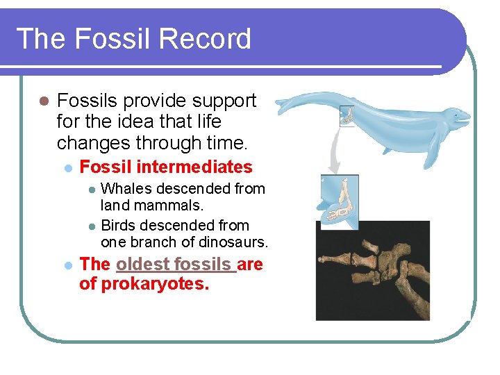 The Fossil Record l Fossils provide support for the idea that life changes through