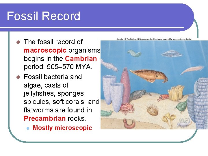 Fossil Record The fossil record of macroscopic organisms begins in the Cambrian period: 505–