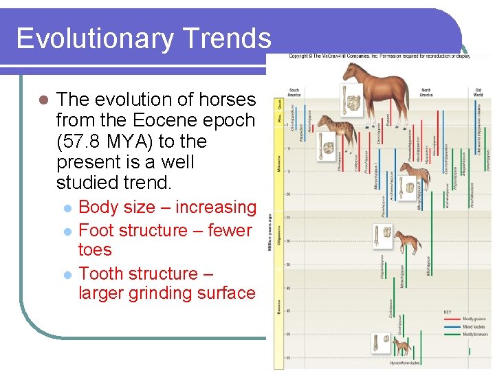 Evolutionary Trends l The evolution of horses from the Eocene epoch (57. 8 MYA)