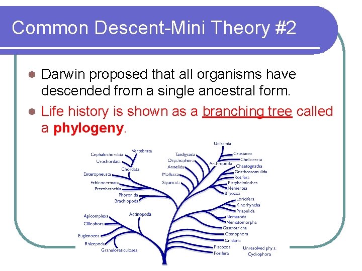 Common Descent-Mini Theory #2 Darwin proposed that all organisms have descended from a single