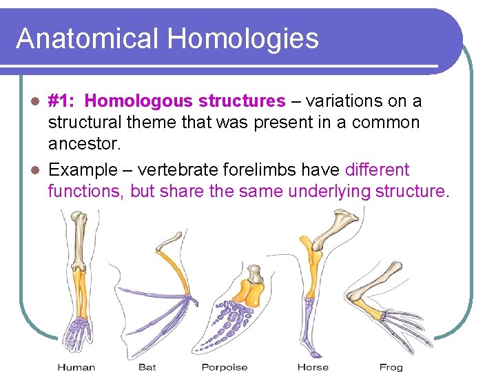 Anatomical Homologies #1: Homologous structures – variations on a structural theme that was present