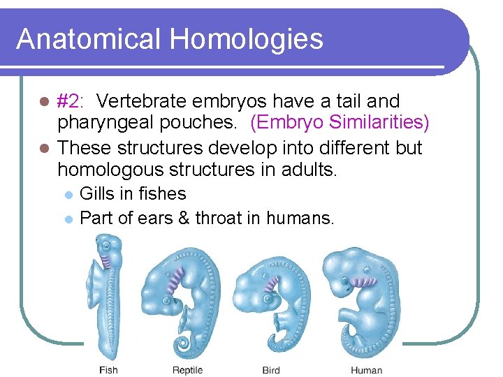 Anatomical Homologies #2: Vertebrate embryos have a tail and pharyngeal pouches. (Embryo Similarities) l