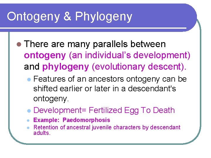 Ontogeny & Phylogeny l There are many parallels between ontogeny (an individual’s development) and