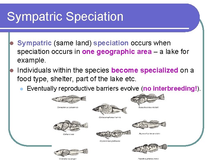 Sympatric Speciation Sympatric (same land) speciation occurs when speciation occurs in one geographic area