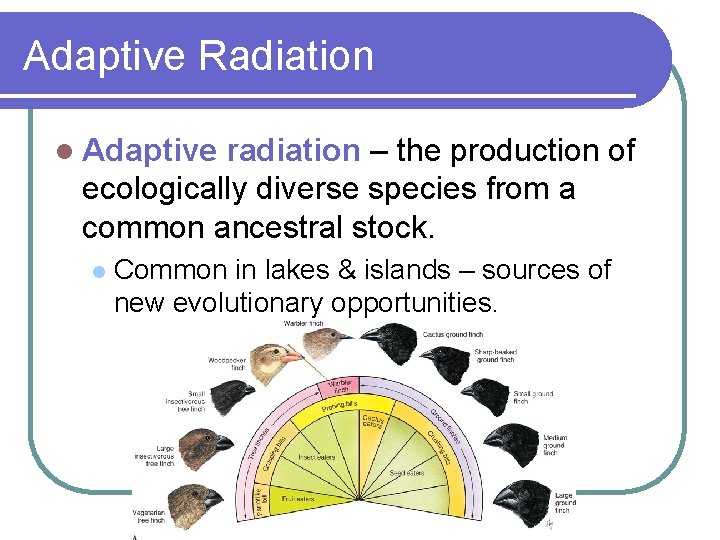 Adaptive Radiation l Adaptive radiation – the production of ecologically diverse species from a