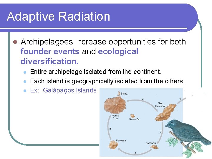 Adaptive Radiation l Archipelagoes increase opportunities for both founder events and ecological diversification. l