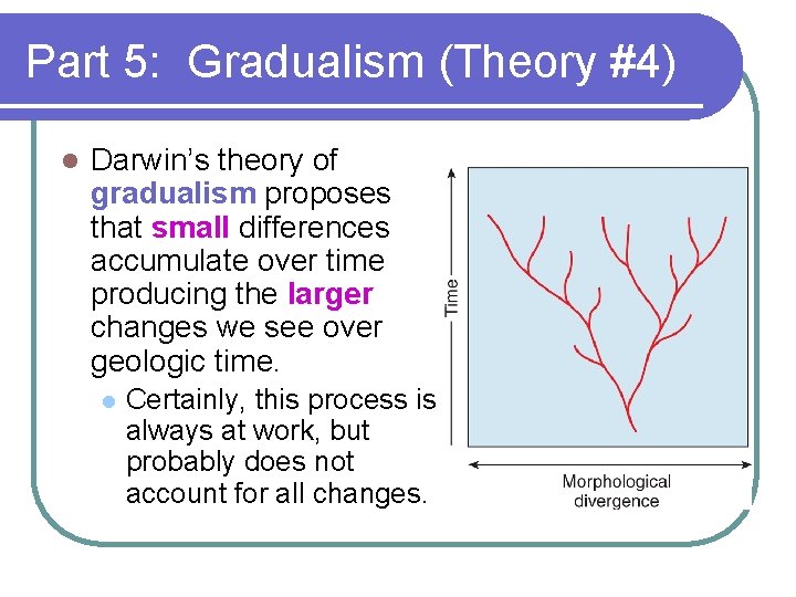 Part 5: Gradualism (Theory #4) l Darwin’s theory of gradualism proposes that small differences
