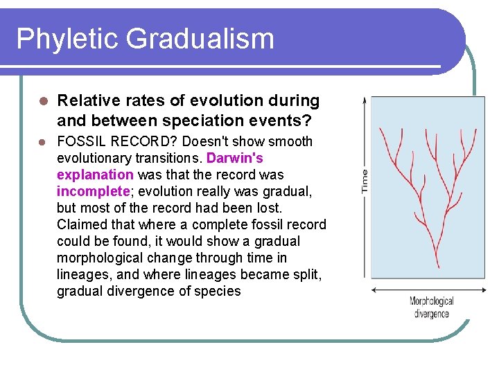 Phyletic Gradualism l Relative rates of evolution during and between speciation events? l FOSSIL