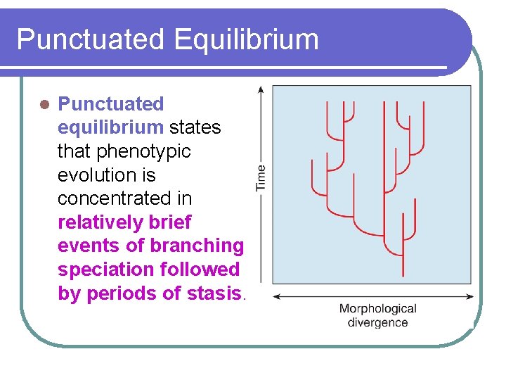 Punctuated Equilibrium l Punctuated equilibrium states that phenotypic evolution is concentrated in relatively brief