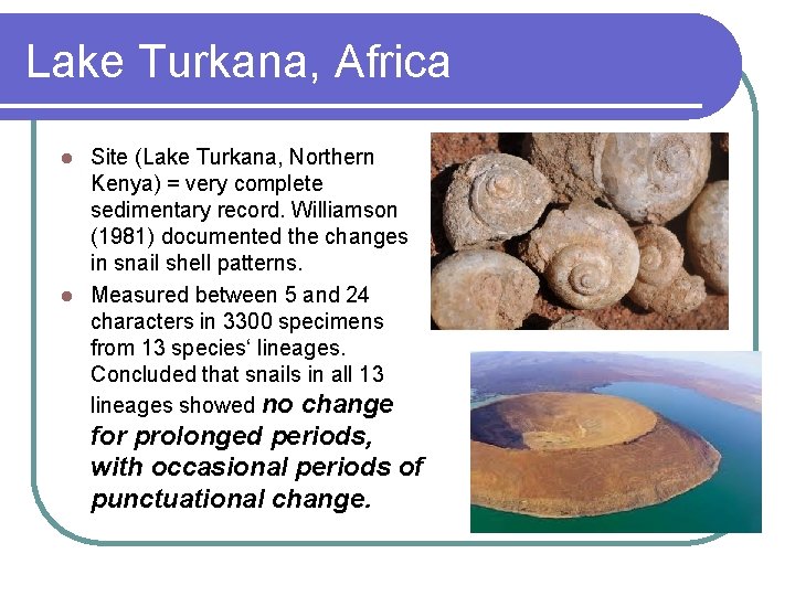 Lake Turkana, Africa Site (Lake Turkana, Northern Kenya) = very complete sedimentary record. Williamson