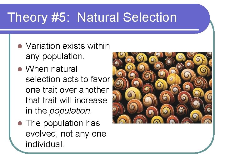 Theory #5: Natural Selection Variation exists within any population. l When natural selection acts