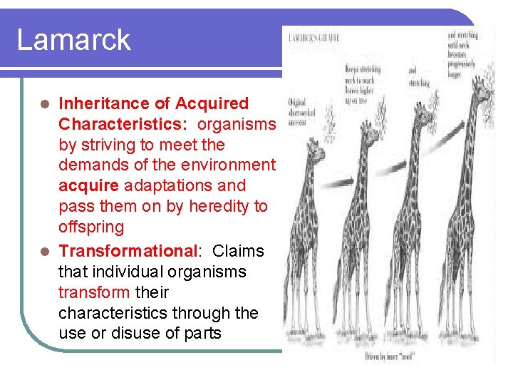 Lamarck Inheritance of Acquired Characteristics: organisms by striving to meet the demands of the