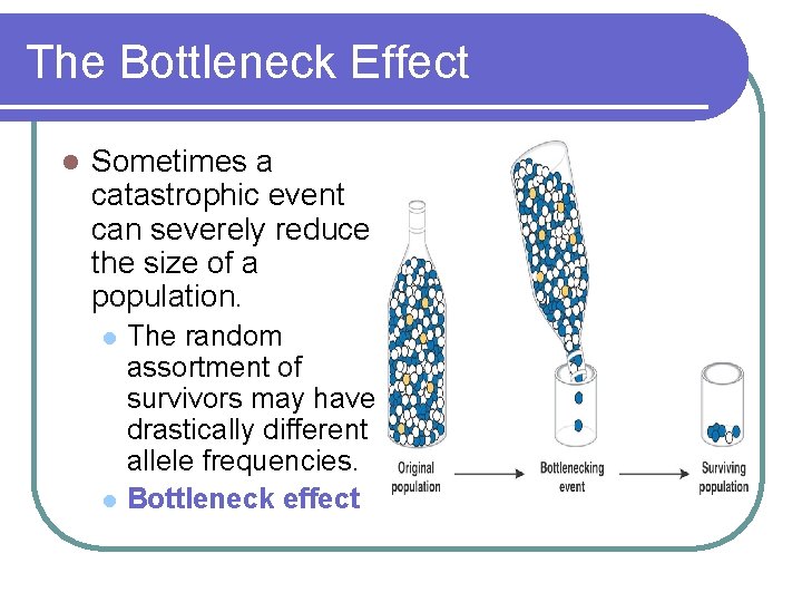 The Bottleneck Effect l Sometimes a catastrophic event can severely reduce the size of