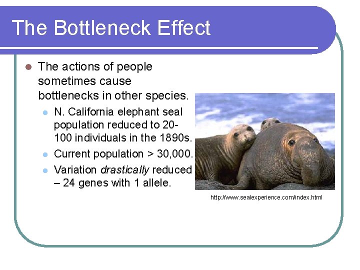 The Bottleneck Effect l The actions of people sometimes cause bottlenecks in other species.