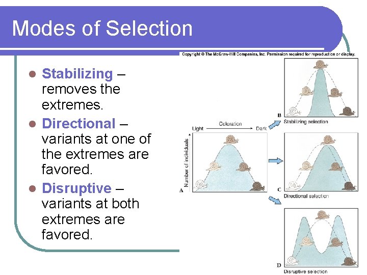 Modes of Selection Stabilizing – removes the extremes. l Directional – variants at one