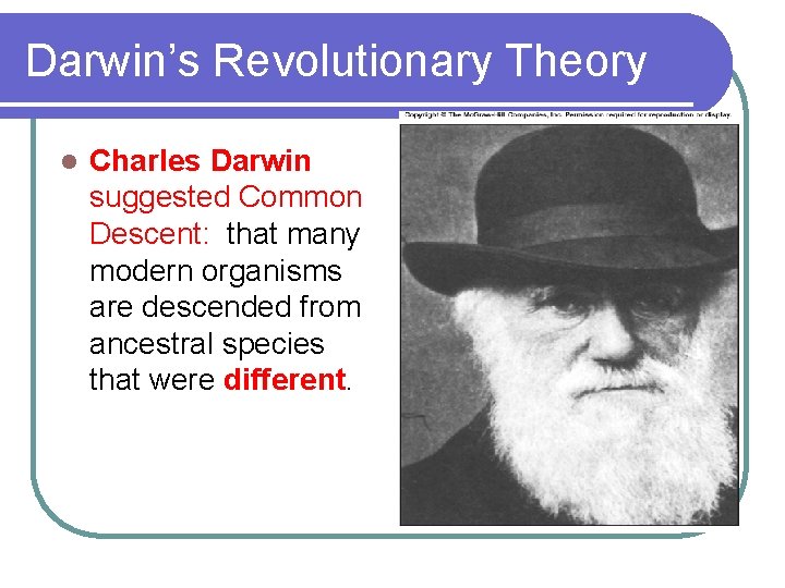 Darwin’s Revolutionary Theory l Charles Darwin suggested Common Descent: that many modern organisms are