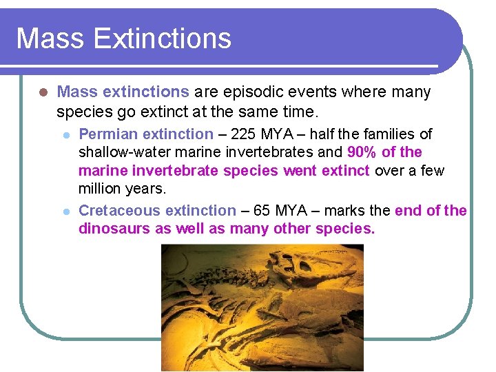 Mass Extinctions l Mass extinctions are episodic events where many species go extinct at