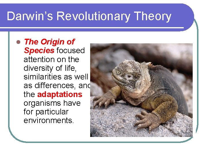 Darwin’s Revolutionary Theory l The Origin of Species focused attention on the diversity of