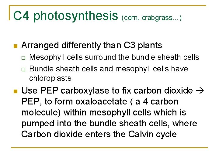 C 4 photosynthesis (corn, crabgrass…) n Arranged differently than C 3 plants q q