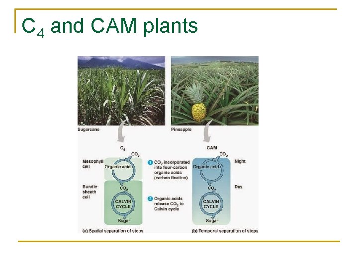 C 4 and CAM plants 