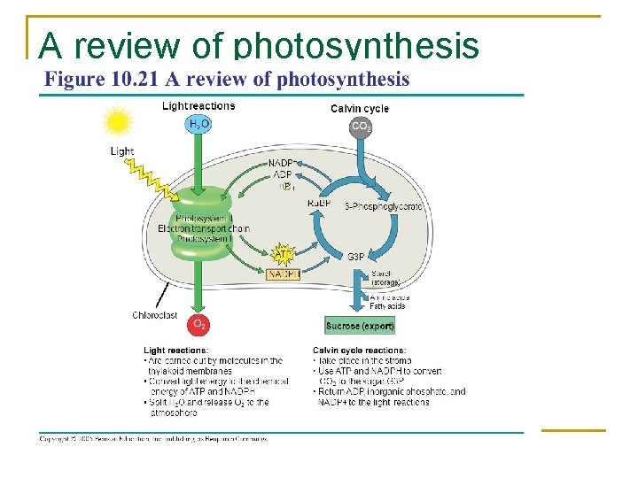 A review of photosynthesis 
