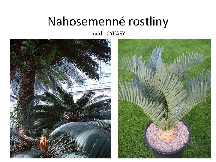 Nahosemenné rostliny odd. : CYKASY 