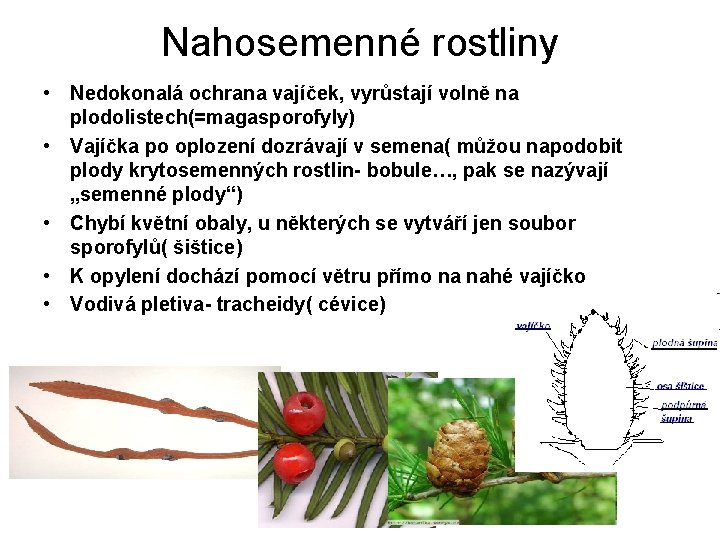 Nahosemenné rostliny • Nedokonalá ochrana vajíček, vyrůstají volně na plodolistech(=magasporofyly) • Vajíčka po oplození