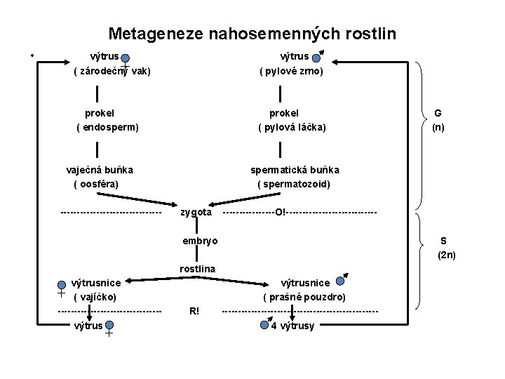Metageneze nahosemenných rostlin • výtrus ( zárodečný vak) výtrus ( pylové zrno) prokel (