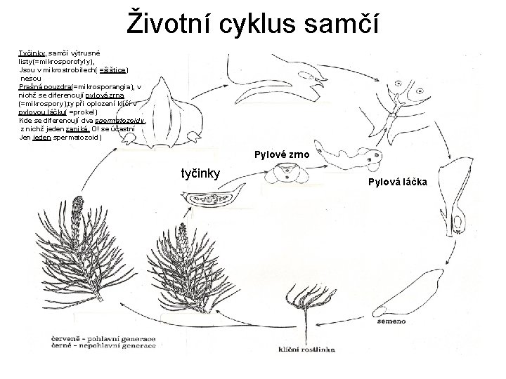 Životní cyklus samčí Tyčinky, samčí výtrusné listy(=mikrosporofyly), Jsou v mikrostrobilech( =šištice) nesou Prašná pouzdra(=mikrosporangia),