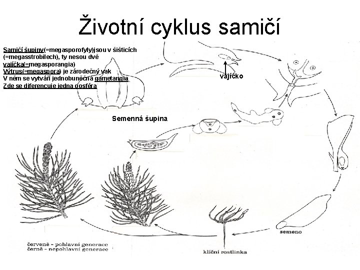 Životní cyklus samičí Samičí šupiny(=megasporofyly)jsou v šišticích (=megasstrobilech), ty nesou dvě vajíčka(=megasporangia) Výtrus(=megaspora) je