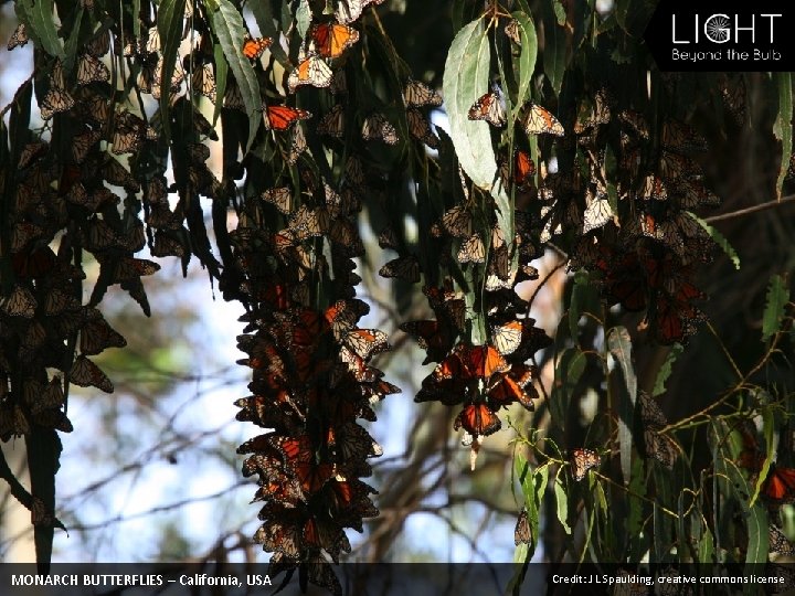 MONARCH BUTTERFLIES – California, USA Credit: J L Spaulding, creative commons license 