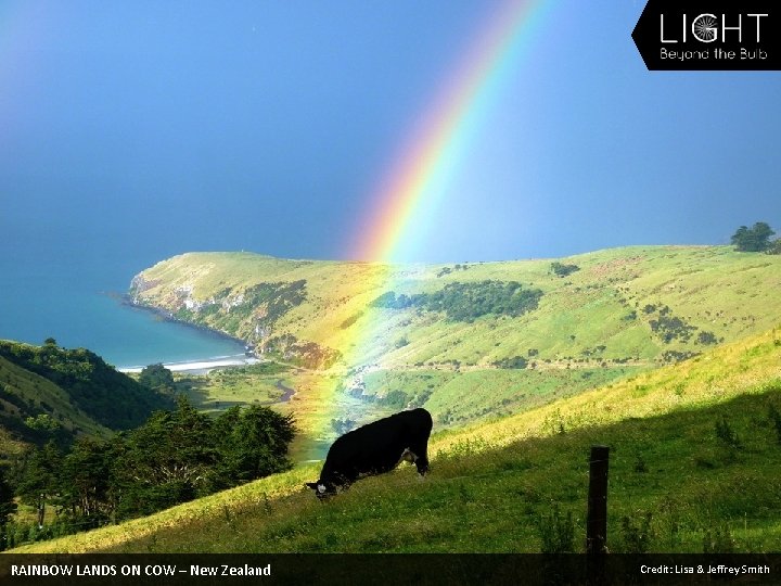 RAINBOW LANDS ON COW – New Zealand Credit: Lisa & Jeffrey Smith 