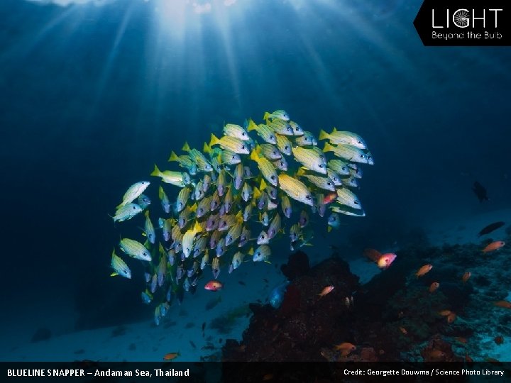 BLUELINE SNAPPER – Andaman Sea, Thailand Credit: Georgette Douwma / Science Photo Library 