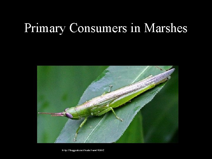Primary Consumers in Marshes • Glassy-winged Toothpick Grasshopper – eats leaves of plants like