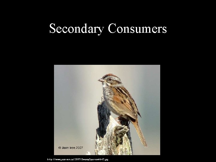 Secondary Consumers • Swamp Sparrow eats seeds but also insects like the toothpick grasshopper