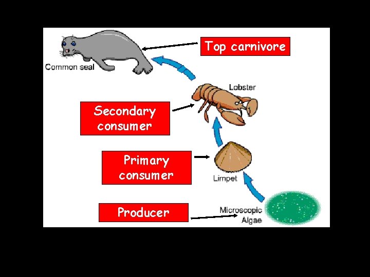 Top carnivore Secondary consumer Primary consumer Producer 