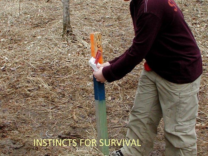 INSTINCTS FOR SURVIVAL 