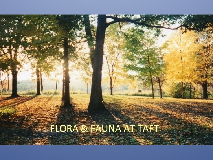 FLORA & FAUNA AT TAFT 
