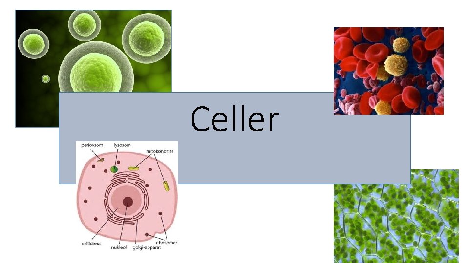 Celler 