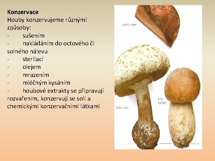 Konzervace Houby konzervujeme různými způsoby: sušením nakládáním do octového či solného nálevu sterilací olejem