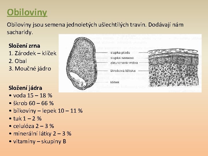 Obiloviny jsou semena jednoletých ušlechtilých travin. Dodávají nám sacharidy. Složení zrna 1. Zárodek –