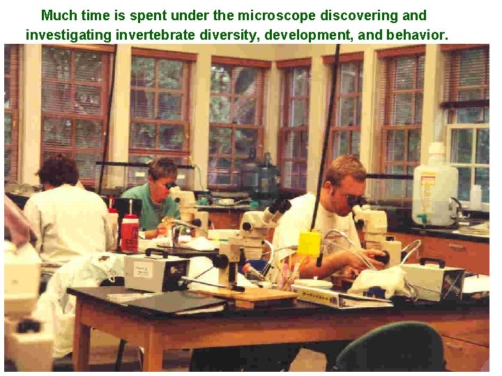 Much time is spent under the microscope discovering and investigating invertebrate diversity, development, and
