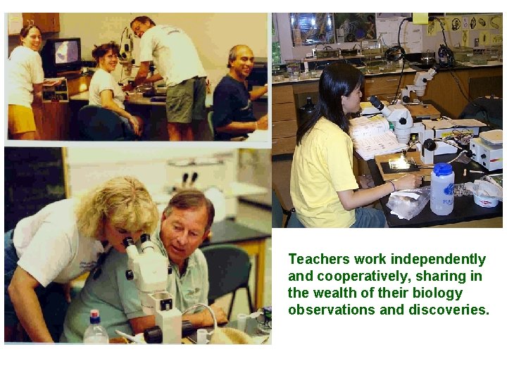 Teachers work independently and cooperatively, sharing in the wealth of their biology observations and