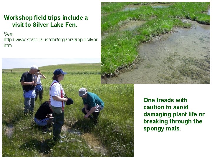 Workshop field trips include a visit to Silver Lake Fen. See: http: //www. state.