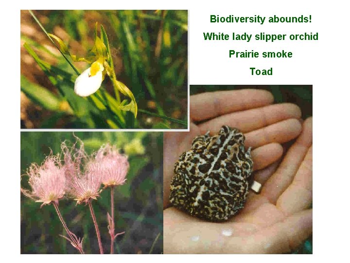Biodiversity abounds! White lady slipper orchid Prairie smoke Toad 