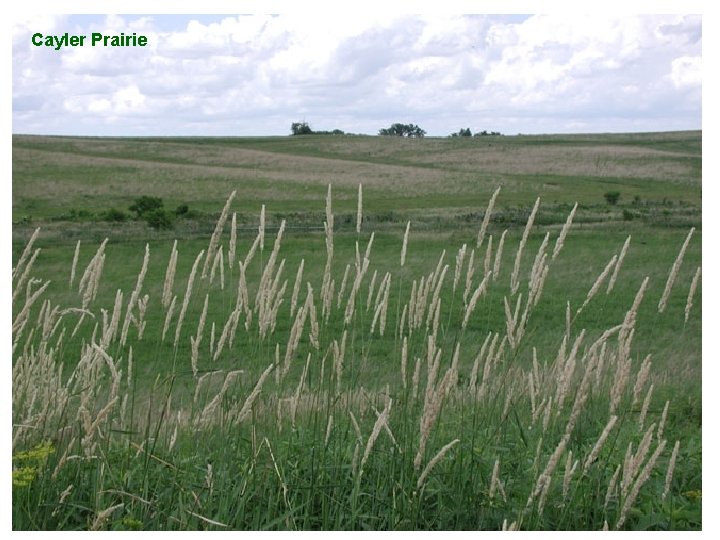 Cayler Prairie 