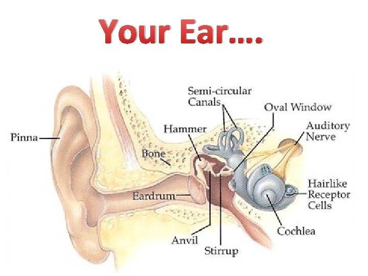 Your Ear…. 