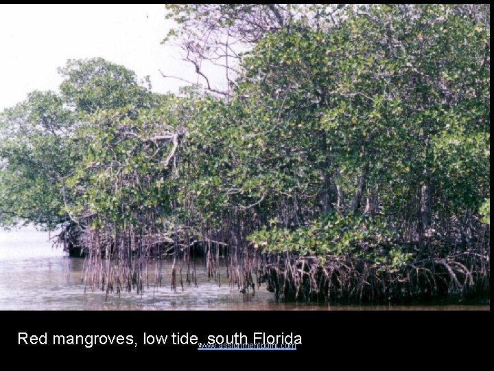 Red mangroves, low tide, www. assignmentpoint. com south Florida 