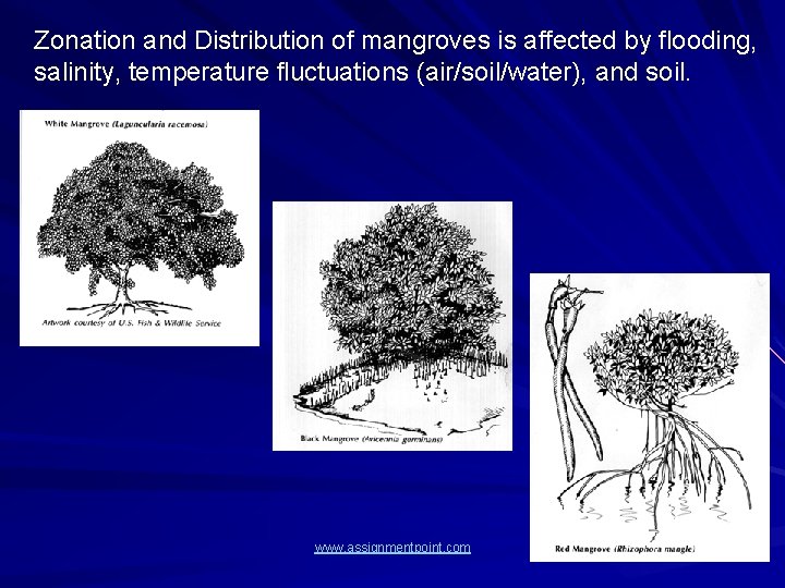 Zonation and Distribution of mangroves is affected by flooding, salinity, temperature fluctuations (air/soil/water), and