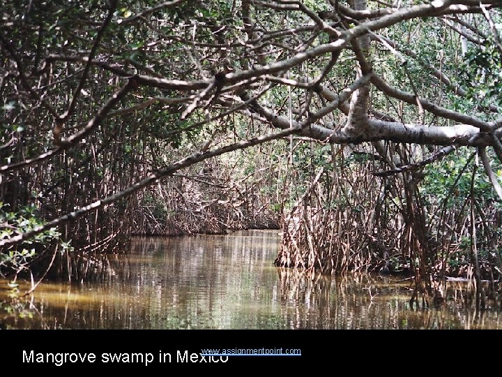 www. assignmentpoint. com Mangrove swamp in Mexico 